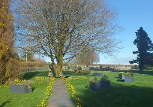 Photo Gallery Image - Daffodils in the graveyard at Stoke Climsland Parish Church