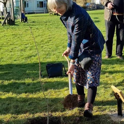 Photo Gallery Image - Chair of Stoke Climsland Parish Council planting the sapling