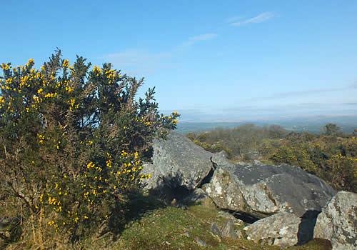 Photo Gallery Image - Gorse on Kit Hill